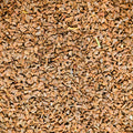 Peganum Harmala (Syrian rue)