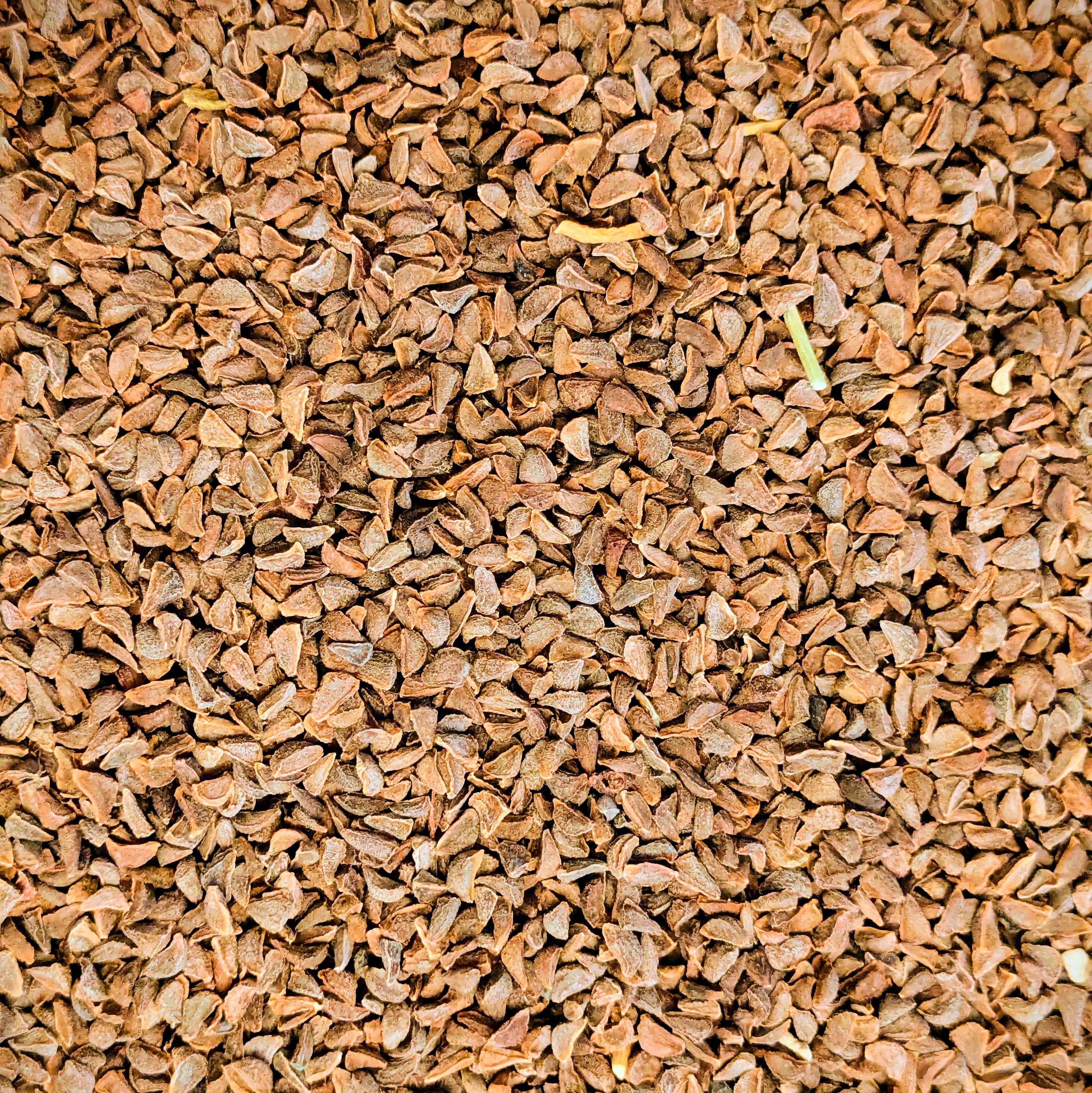 Peganum Harmala (Syrian rue)