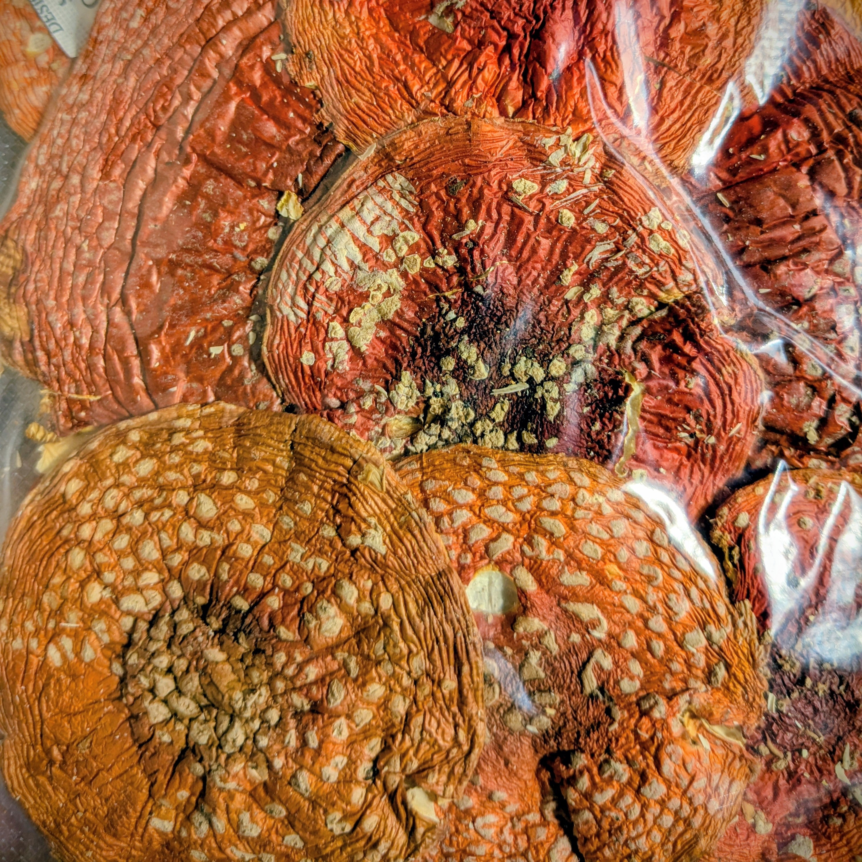 Röd flugsvamp (Amanita muscaria) - torkade hela hattar