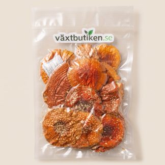 Röd Flugsvamp (Amanita Muscaria)