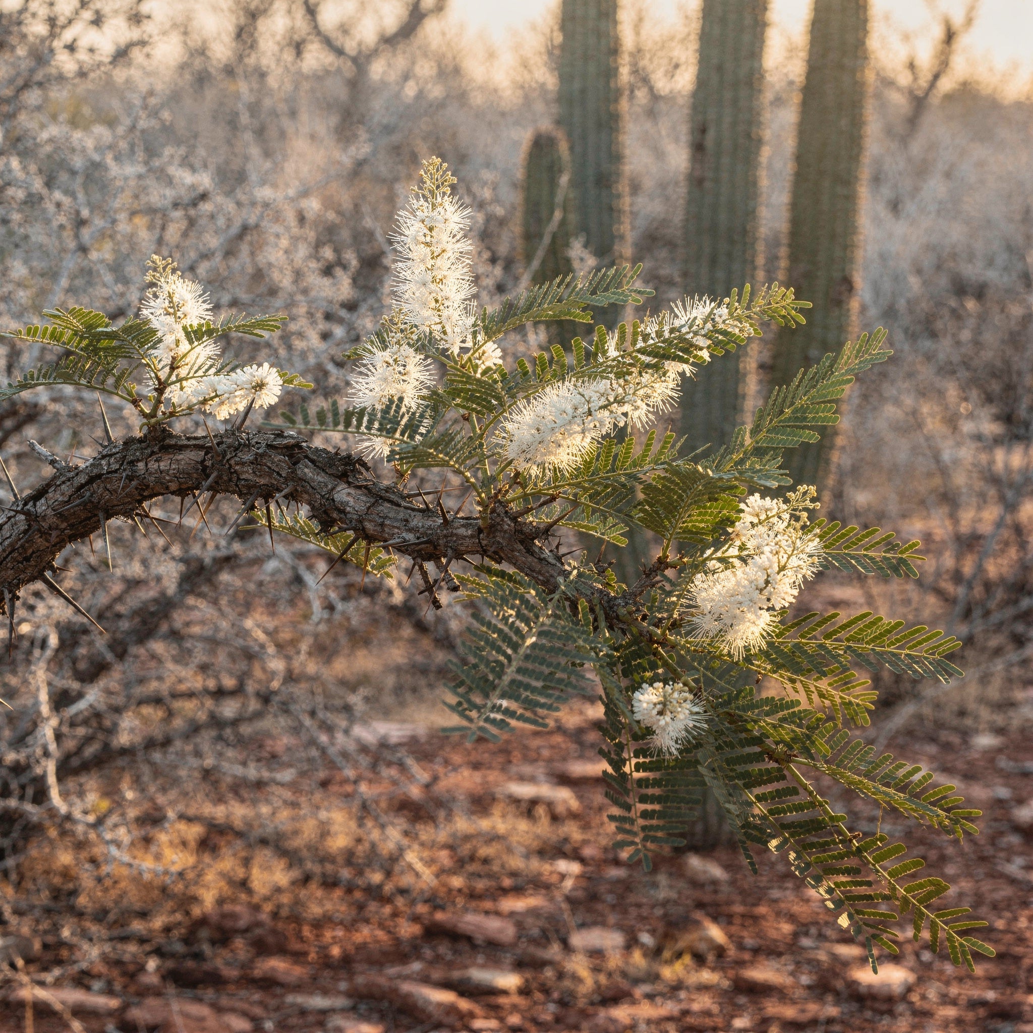 Mimosa Hostilis rotbark - Bild 3