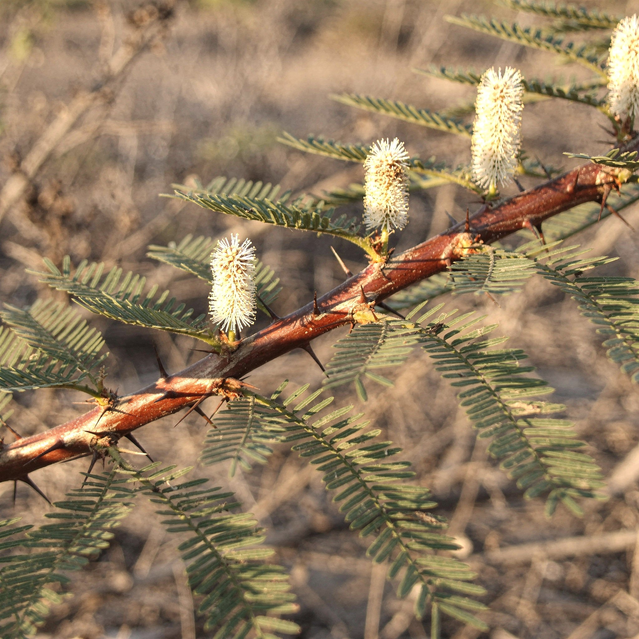 Mimosa Hostilis rotbark - Bild 4