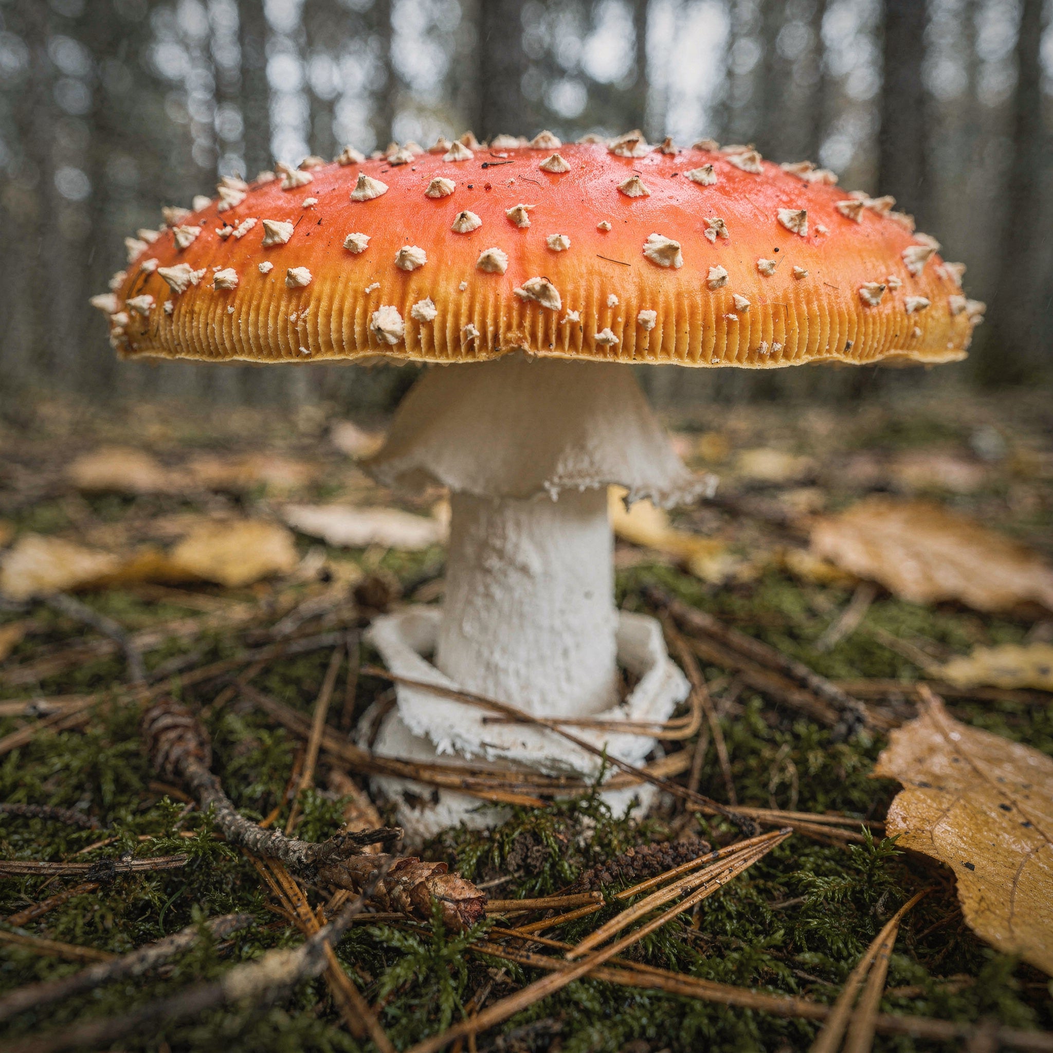 Röd Flugsvamp (Amanita Muscaria) - Bild 6